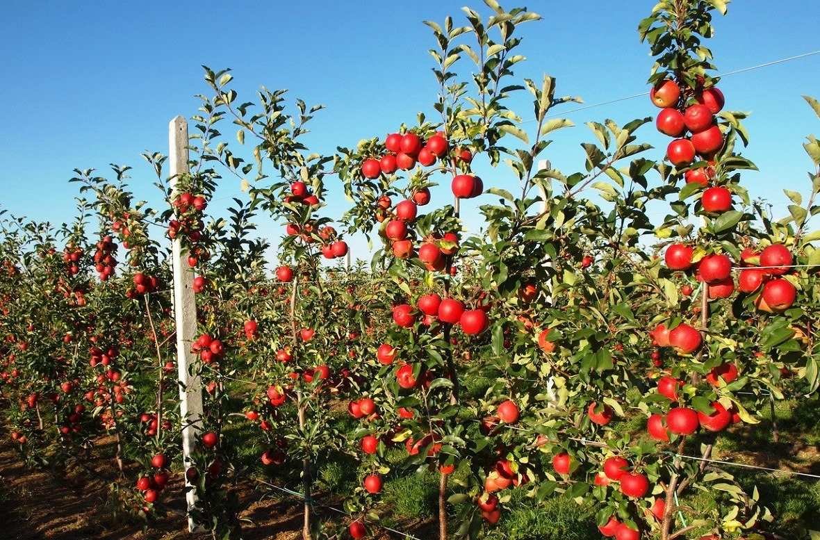 Где Купить Хорошие Плодовые Деревья